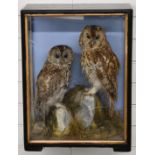 Late 19th/20thC taxidermy study of Tawny owls in glazed case, probably by Hutchings of