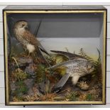 Late 19th/20thC taxidermy study of two kestrels with prey, in glazed case, probably by Shaws of