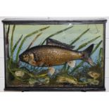 James Gardner of London taxidermy study of a crucian carp, in glazed case with aforementioned