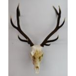 Taxidermy study deer antlers and skull, H93 x W57cm