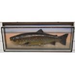 Taxidermy study of a ferox brown trout, in glazed case with script 'Caught Loch Merkland 6th June