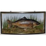 Taxidermy study of a mirror carp in bow fronted case, probably by Cooper, label within 'Carp,