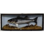 Taxidermy study of a sea bass in bow fronted glazed case, labels with 'Schumach and Son Taxidermist'