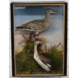Late 19th/20thC taxidermy study of a curlew and a grebe, in glazed case, probably by Jeffries of