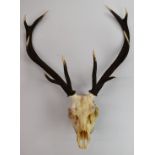 Taxidermy study deer antlers and skull, H85 x W60cm