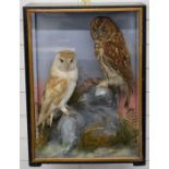 Late 19th/20thC taxidermy study of Barn and Tawny owls, in glazed case, probably by Hutchings of