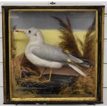Late 19th/20thC William Bazeley of Northampton taxidermy study of a gull, in glazed case, Bazeley