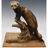 Taxidermy study of a polecat/ferret raised on a naturalistic log base, H47cm