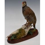 Taxidermy study of a partridge on naturalistic base and mahogany stand, H32cm