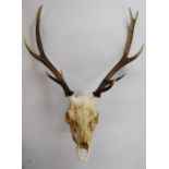 Taxidermy study deer antlers and skull, H80 x W55cm