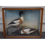 Edwardian Jeffries of Carmarthen taxidermy study of a pair of shelduck in naturalistic setting, in