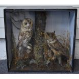 Edwardian taxidermy study of Tawny and Long Eared Owls, W58 x D23 x H56cm