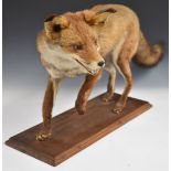 Taxidermy study of a prowling fox, raised on a wooden plinth, together with antlers and four deer