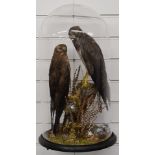 Late 19th/20thC taxidermy study of two Montague Harriers on a naturalistic mount, under a glass