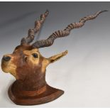 Taxidermy head and neck mount of a blackbuck, nose to tip of horns 72cm