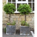 Pair of topiary bay trees, height 150cm