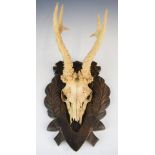 Taxidermy pair of roe buck antlers and skull mounted on heavily carved wooden board, base of board
