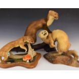 Four taxidermy stoats / weasels / Pine Marten, longest 57cm