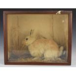 Taxidermy study of a rabbit, in glazed case, W41 x D16 x H32cm