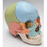 Beauchene instructional adult human skull model