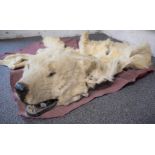 Victorian taxidermy study of a polar bear comprising head and partial hide, H26, width of head 34cm