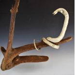 Taxidermy cobra mounted on a wooden stand, H54cm