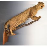 Taxidermy bobcat mounted on a branch and mahogany wall plaque, L78cm