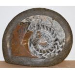 Polished stone ammonite fossil, width 33cm