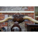 Taxidermy: a large pair of Texas Longhorn Cattle horns, on shield mount, 190cm wide.