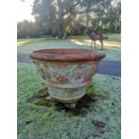 A particularly large terracotta citrus planter