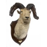 Rowland Ward: A big Horn Sheep trophy