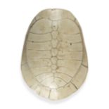 An Amazonian River Turtle shell