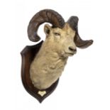 Rowland Ward: a Big Horn Sheep trophy