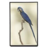 A hyacinth macaw