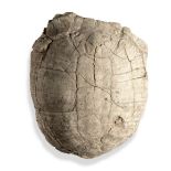 A fossilised Fresh water turtle shell