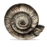 Speetoniceras ammonite