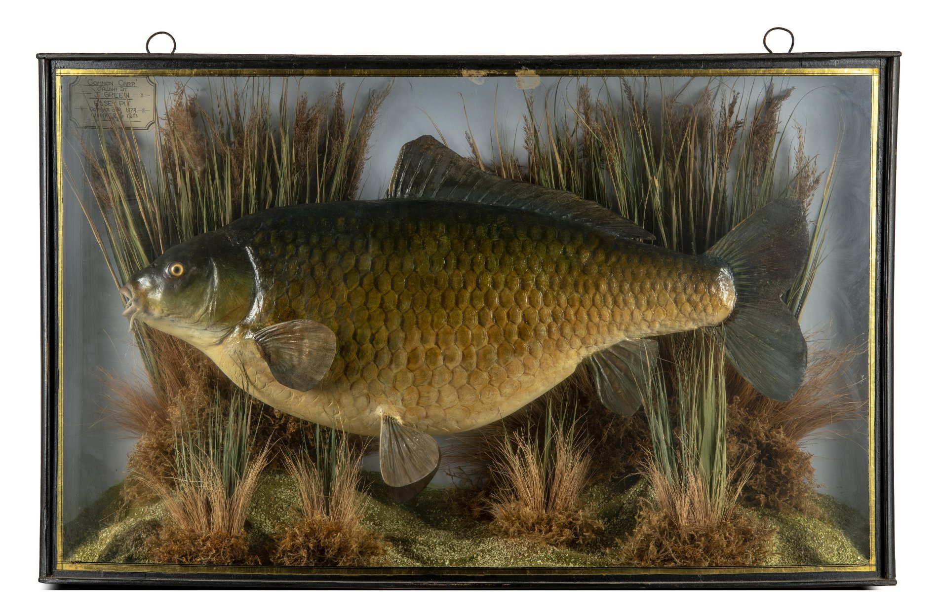 A plaster cast carp