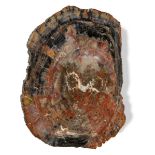 A large fossil wood slice