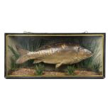 A stuffed carp by Homer