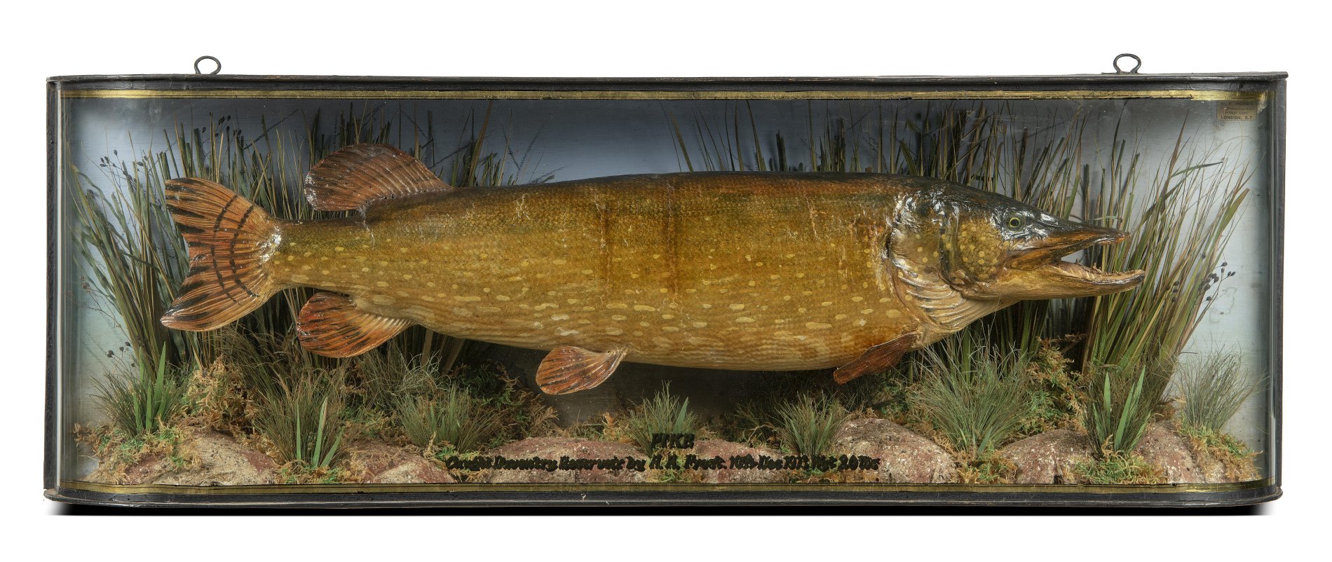 A stuffed pike by Homer