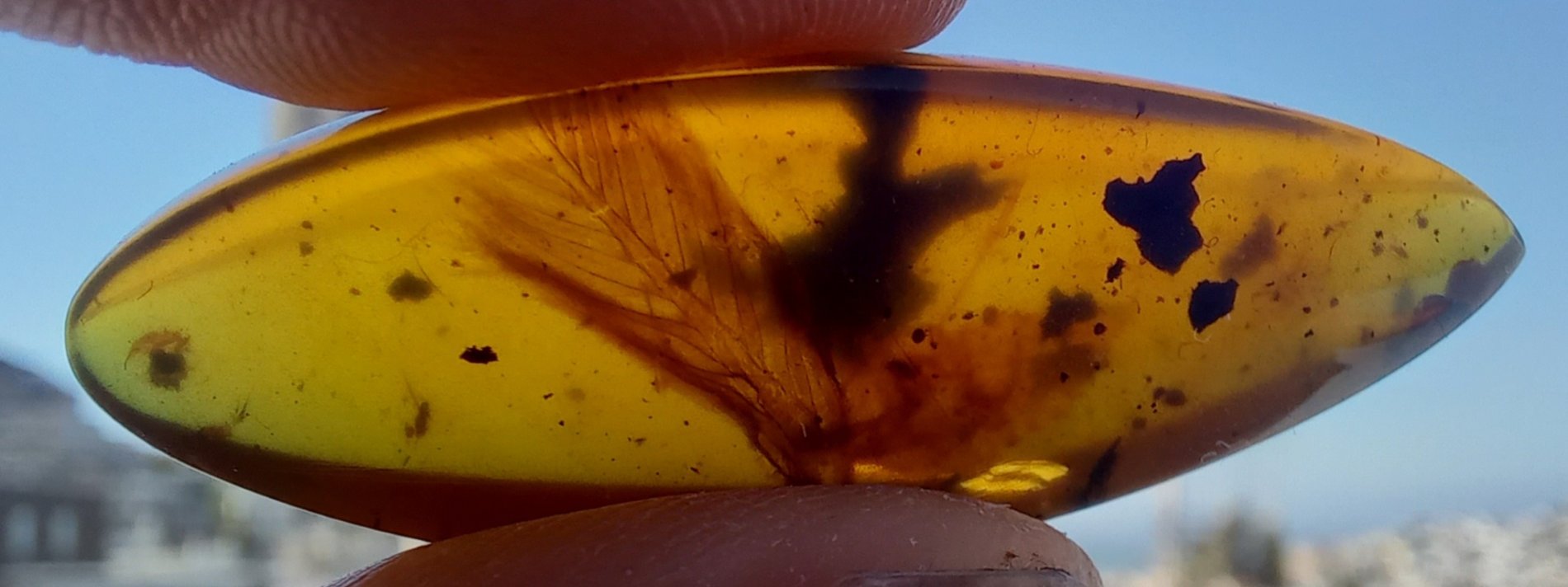 Dinosaur Tail With Streamer Feathers in Amber