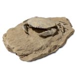 A fossilised crab specimen