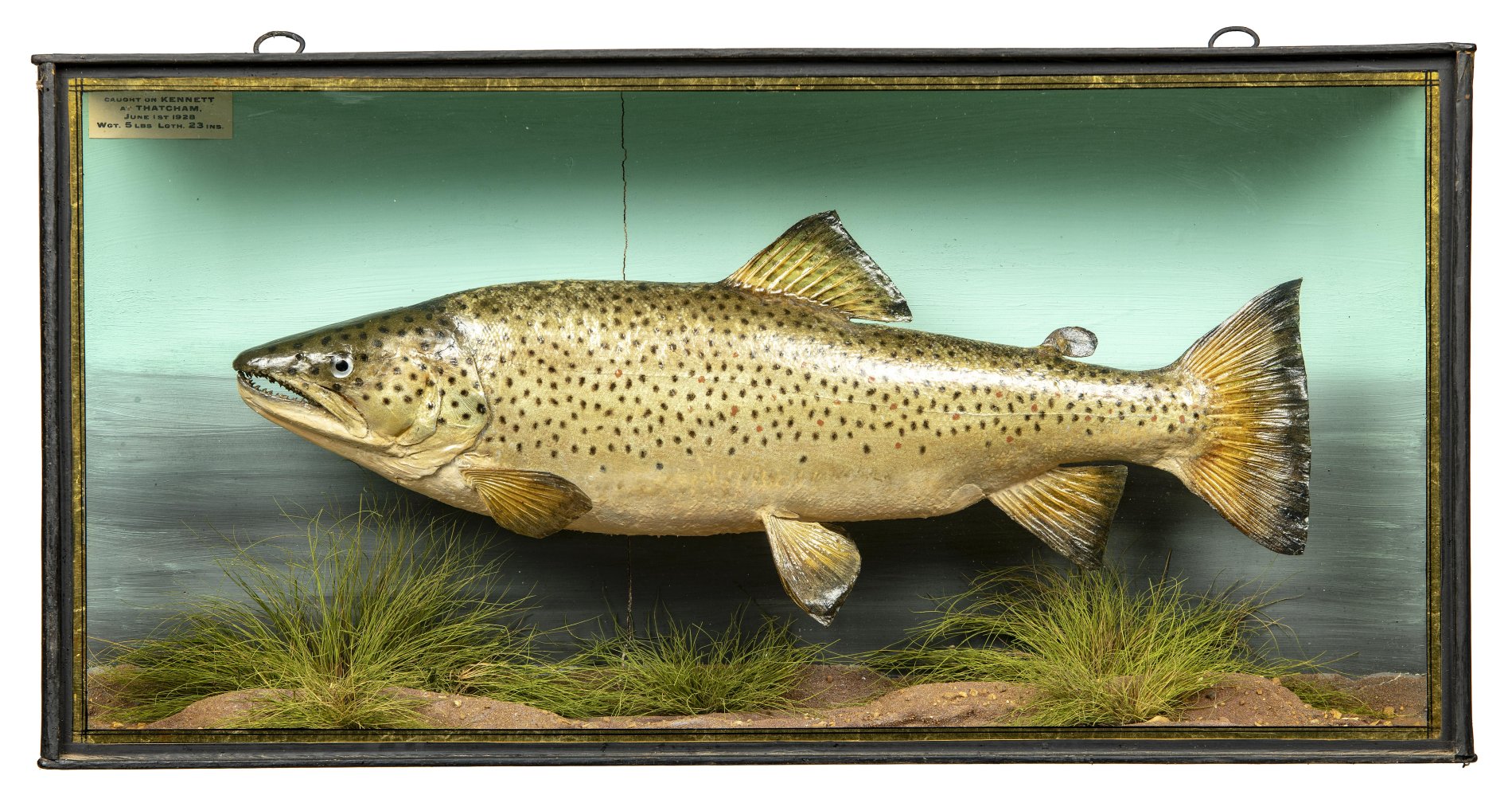 A stuffed trout by Cooper