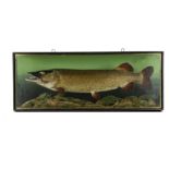 A stuffed pike by Len Griggs