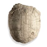 A fossilised fresh water turtle shell