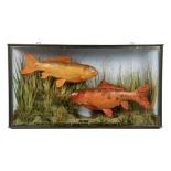 Two stuffed koi carp