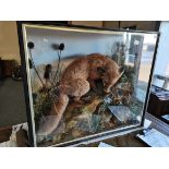 Stuffed fox in large glass case