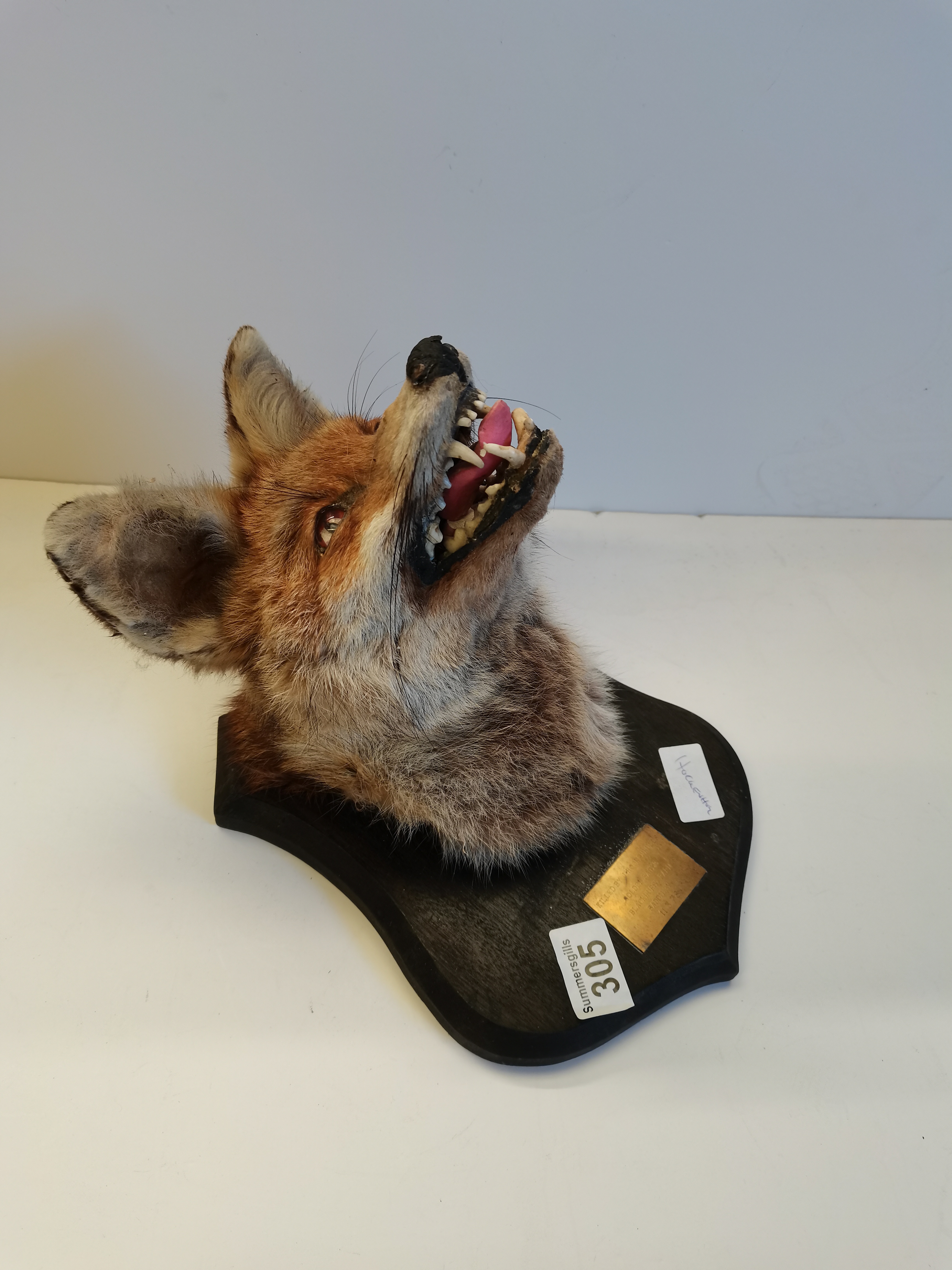 Stuffed foxes head on plaque