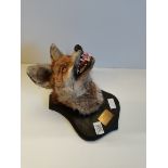 Stuffed foxes head on plaque