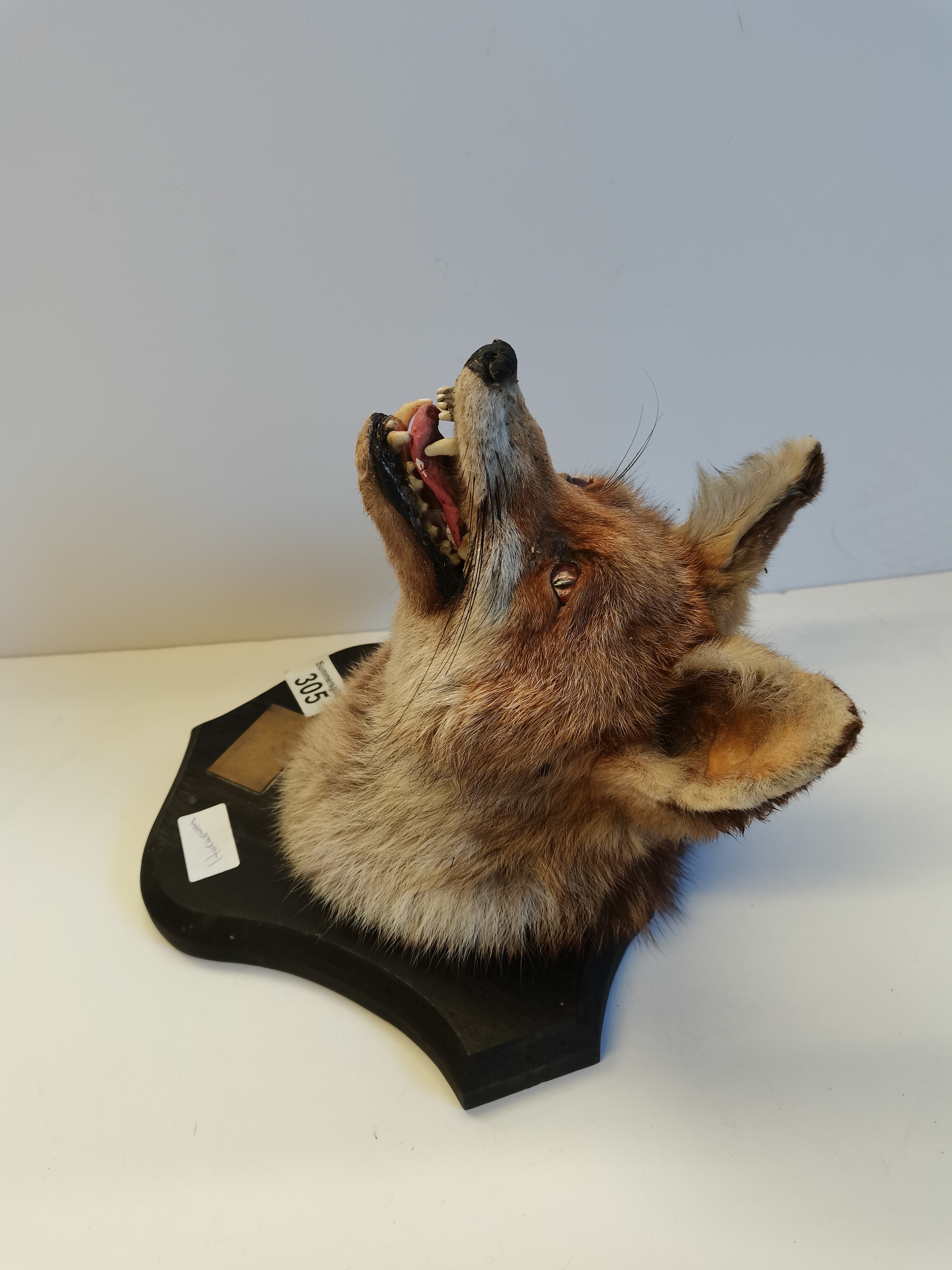 Stuffed foxes head on plaque - Image 2 of 2